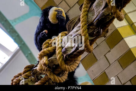 Saki Affen auf einem Holz Stamm etwas Essen in Amsterdam sitzen Stockfoto