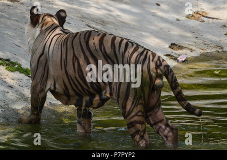 Weißer Tiger, New Delhi, Indien - 20. Juni 2018: Ein weißer Tiger (Panthera tigris) nach der Badewanne an National Zoological Park, New Delhi, Indien. Stockfoto