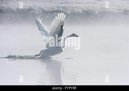 Trompeter Schwan (Cygnus buccinator) in den frühen Morgenstunden Nebel auf den Yellowstone River. Yellowstone National Park, Wyoming, USA. Stockfoto