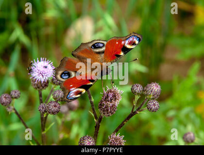 Tagpfauenauge (Inachis io) ruht auf Blume Stockfoto