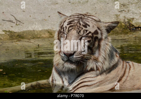 Weißer Tiger, New Delhi, Indien - April 8, 2018: Ein weißer Tiger (Panthera tigris) sitzen in einem kleinen Pool an National Zoological Park, New Delhi, In Stockfoto