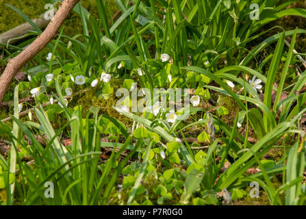 Sauerklee Blüte im Wald im Frühling Stockfoto