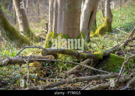 Robin thront auf Log in Wäldern im Frühjahr Stockfoto