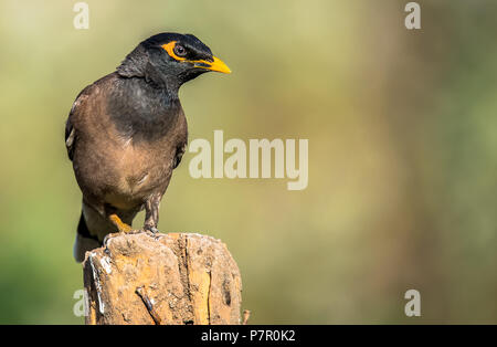 Gemeinsame Myna in High Detail Stockfoto