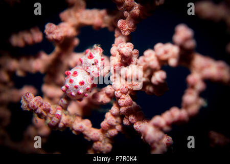 Eine Pygmy Seepferdchen - Hippocampus Bargibanti - in seinem Wirt gorgonion Meer fan Coral. Im Komodo National Park, Indonesia. Stockfoto