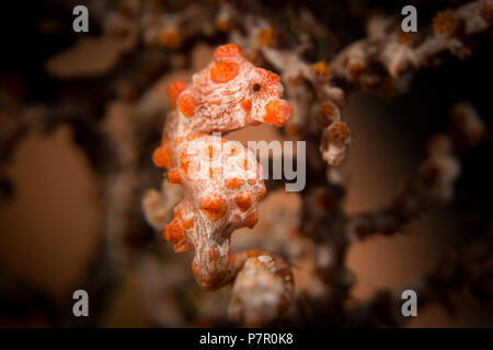 Eine Pygmy Seepferdchen - Hippocampus Bargibanti - in seinem Wirt gorgonion Meer fan Coral. Im Komodo National Park, Indonesia. Stockfoto