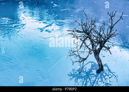 Baum auf einem zugefrorenen See Stockfoto