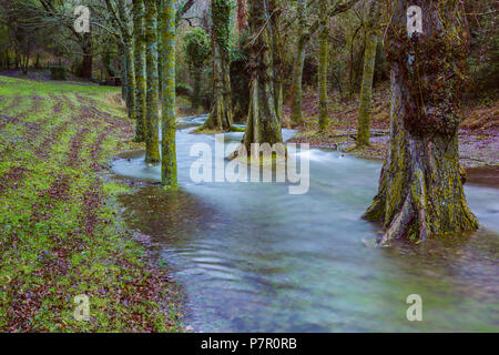 Flut Bäume in einem Bach. Stockfoto