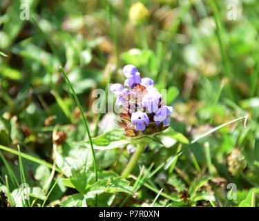 Das Herz der Erde oder blauen Locken wachsen in Bayern, prunella vulgaris oder gemeinsame selbst heilen wachsen auf einer grünen Wiese Stockfoto