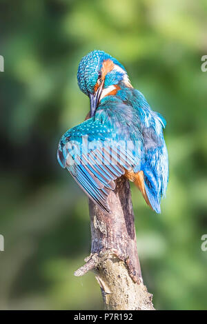 Eisvögel putzen Flügelfedern Stockfoto