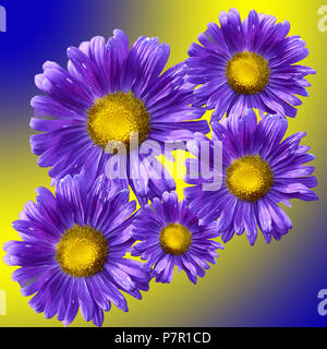 Blaue Gänseblümchen auf einem farbigen Hintergrund Stockfoto
