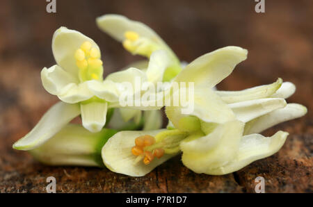 Genießbare moringa Blumen in Holz Oberfläche Stockfoto