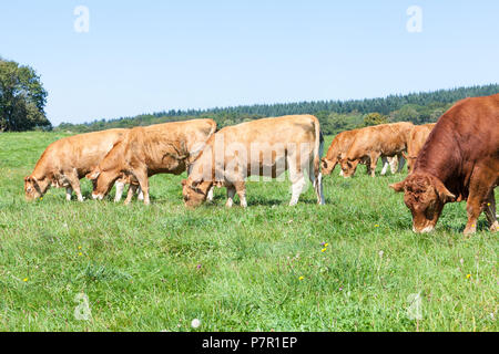 Herde von Braun Limousin Rinder, Kühe, Bullen Beweidung in einem üppigen Sommer Weide Stockfoto