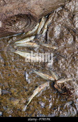 Die kleinen Süßwasserfischen am Rande eines stagnierenden Pool in einem weitgehend ausgetrockneten Bach im neuen Wald während der Hitzewelle von 2018. Hampshire Englan Stockfoto