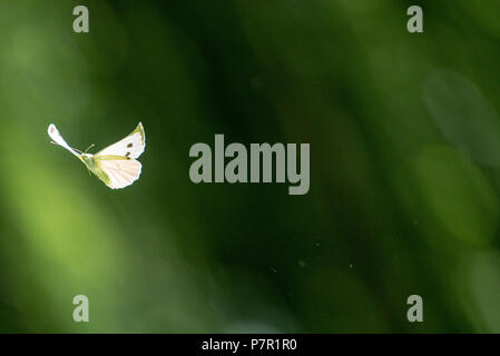 Flying Pieris Rapae, West Woods, Wiltshire GROSSBRITANNIEN Stockfoto