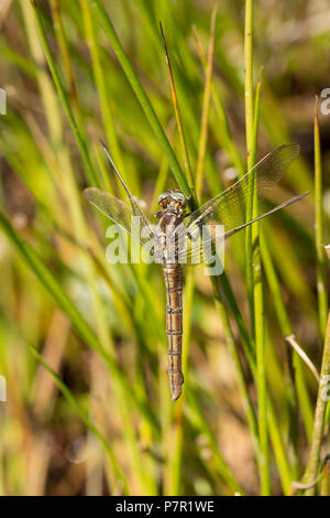 Eine weibliche gekielt Skimmer, Dragonfly, Orthetrum coerulescens, in der Nähe einer stagnierenden Pool in einer ansonsten ausgetrockneten Bach im neuen Wald während der britischen heatwa Stockfoto