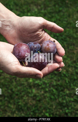 Pflaumen Ernte. Bauern Hände mit frisch geernteten Pflaumen Stockfoto