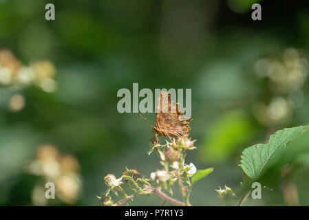 North American Schmetterling Polygonia Satyrus in West Woods Wiltshire UK gefunden Stockfoto