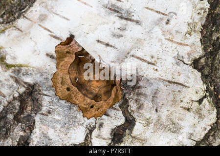 Violettbrauner Mondfleckspanner, Selenia Tetralunaria, lila Dorn, l'ennomos Illustre. Spanner Geometridae, Greifer, Spanner, Geometer Motten, geomet Stockfoto