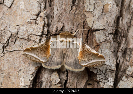 , Achat-Eulenspinner Achateulenspinner, Achatspinner Achat-Spinner Habrosyne pyritoides,,, Habrosyne derasa, Buff Bögen, Eulenspinner und Sichelflügle Stockfoto