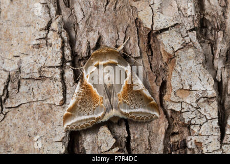 , Achat-Eulenspinner Achateulenspinner, Achatspinner Achat-Spinner Habrosyne pyritoides,,, Habrosyne derasa, Buff Bögen, Eulenspinner und Sichelflügle Stockfoto