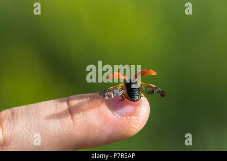 Kleine Marienkäfer auf dem Finger Vorbereitung zum Fliegen. Geöffnet Flügel (flügeldecken) bereit für den Flug. Andere Namen sind 7-Punkt Marienkäfer, Coccinella septemp Stockfoto
