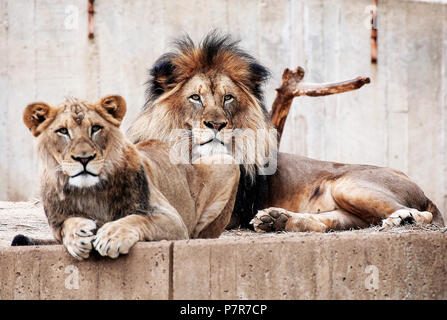 Löwen an den National Zoo in Washington DC. Stockfoto