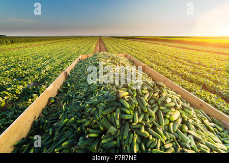 Gurken in einem Anhänger nach der Ernte frisch - kleine grüne Gurken geerntet Stockfoto