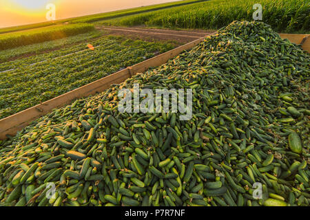 Gurken in einem Anhänger nach der Ernte frisch - kleine grüne Gurken geerntet Stockfoto