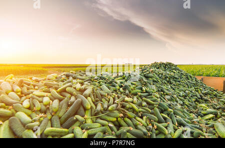 Gurken in einem Anhänger nach der Ernte frisch - kleine grüne Gurken geerntet Stockfoto