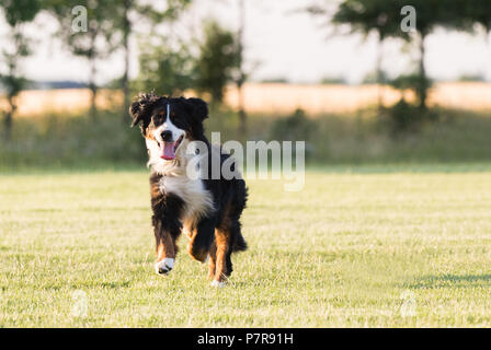 Ziemlich Berner Sennenhund läuft auf Rasen Stockfoto