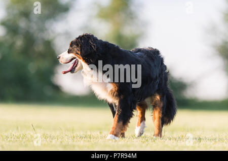 Ziemlich Berner Sennenhund läuft auf Rasen Stockfoto