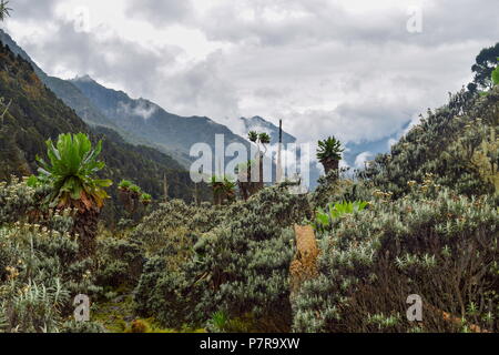 Riesige groundsels im dichten Regenwald des Bujuku Tal, Rwenzori Mountains National Park Uganda Stockfoto