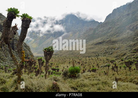 Riesige groundsels im dichten Regenwald des Bujuku Tal, Rwenzori Mountains National Park Uganda Stockfoto