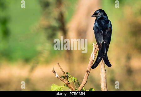 Schwarz glänzenden Drongo Stockfoto