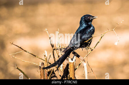 Schwarz/Schwarz glänzenden Drongo drongo Stockfoto