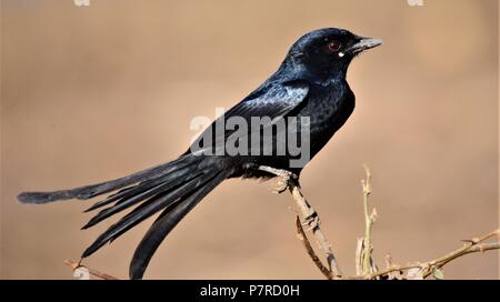 Schwarz/Schwarz glänzenden Drongo drongo Stockfoto