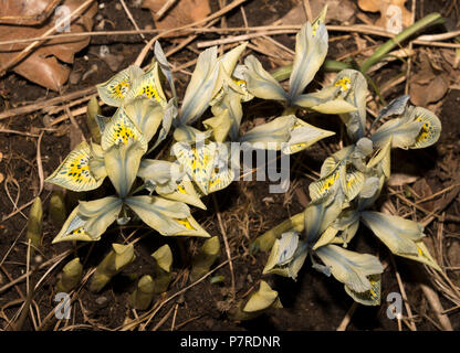 Zwerg bauchigen Iris Katharine Hodgkin Stockfoto