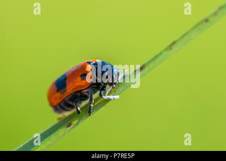 Winzige Ameise Tasche Käfer mit rot mit schwarzen Klettern grünes Gras dot. Makro mit geringer Tiefenschärfe. Auch als Clytra laeviuscula bekannt Stockfoto