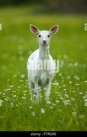 Weißwedelhirsche, Leucistic Form, New York, doe, 'Ghost Hirsch' Stockfoto