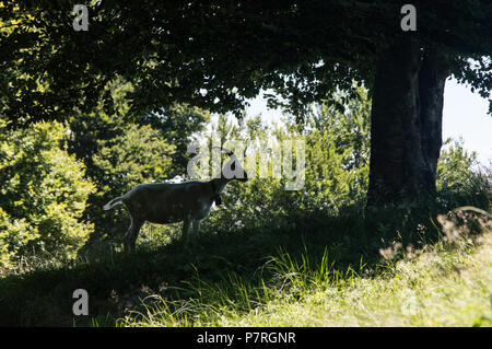 Ziege fotografiert auf die Berge der Region Piemont, Italien. Capra fotografata sulle Montagne del Lago Maggiore, Piemont, Italien Stockfoto