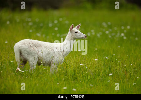 Weiß Weißwedelhirsche (Odocoileus virginianus), New York, leucistic doe, (weiblich) Stockfoto