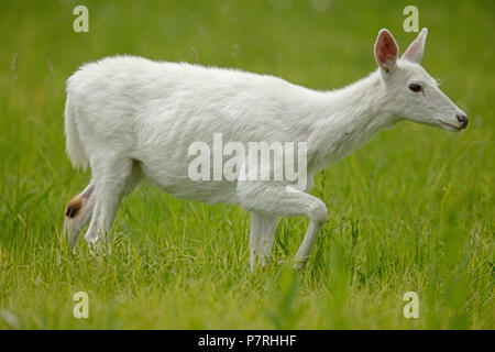 Weiß Weißwedelhirsche (Odocoileus virginianus), New York, leucistic doe, (weiblich) Stockfoto