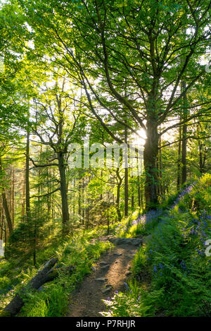 Beleuchtete Bäume im Wald bei Hardcastle Craggs Stockfoto