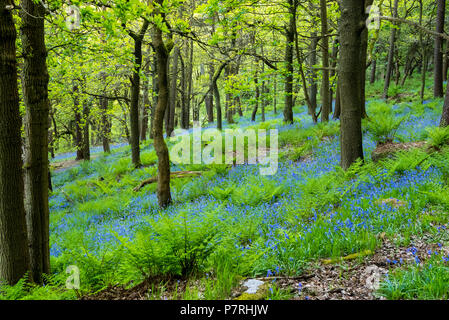 Bluebells Teppich Waldboden Stockfoto