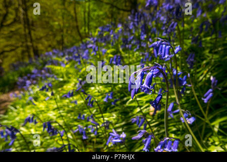 Bluebells auf Waldboden Stockfoto