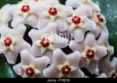 Hoya Carnosa flower Cluster Stockfoto