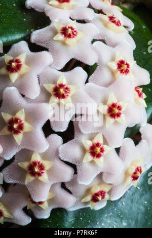 Hoya Carnosa flower Cluster Stockfoto