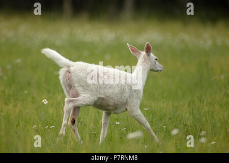 Weiß Weißwedelhirsche (Odocoileus virginianus), New York, leucistic doe, (weiblich) Stockfoto