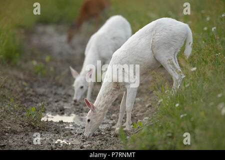 Weiß Weißwedelhirsche (Odocoileus virginianus), New York, leucistic, (weiblich), Trinken Stockfoto